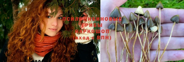 стаф Аркадак